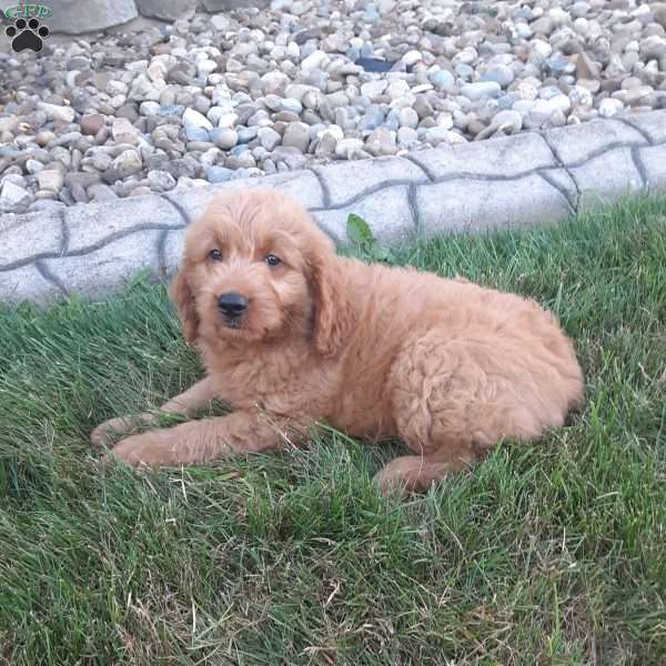 Lucky, Mini Goldendoodle Puppy